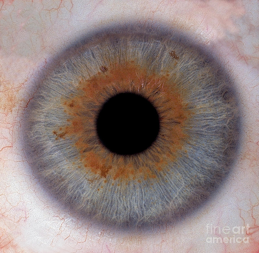 Human Eye #6 Photograph by Raul Gonzalez Perez