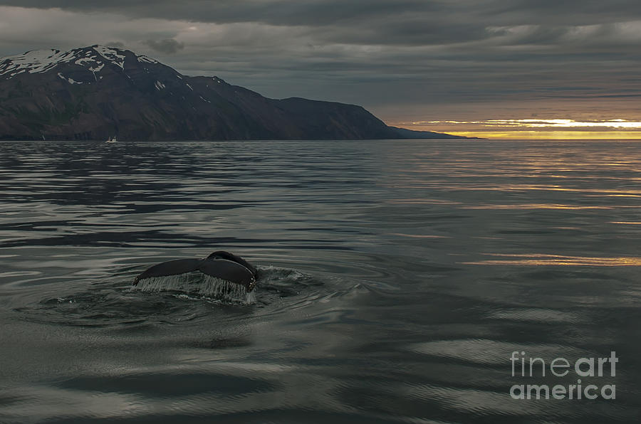 Humpbach whale #6 Photograph by Jorgen Norgaard