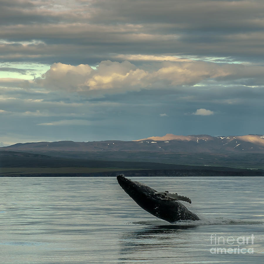 Humpback Whale #6 Photograph by Jorgen Norgaard