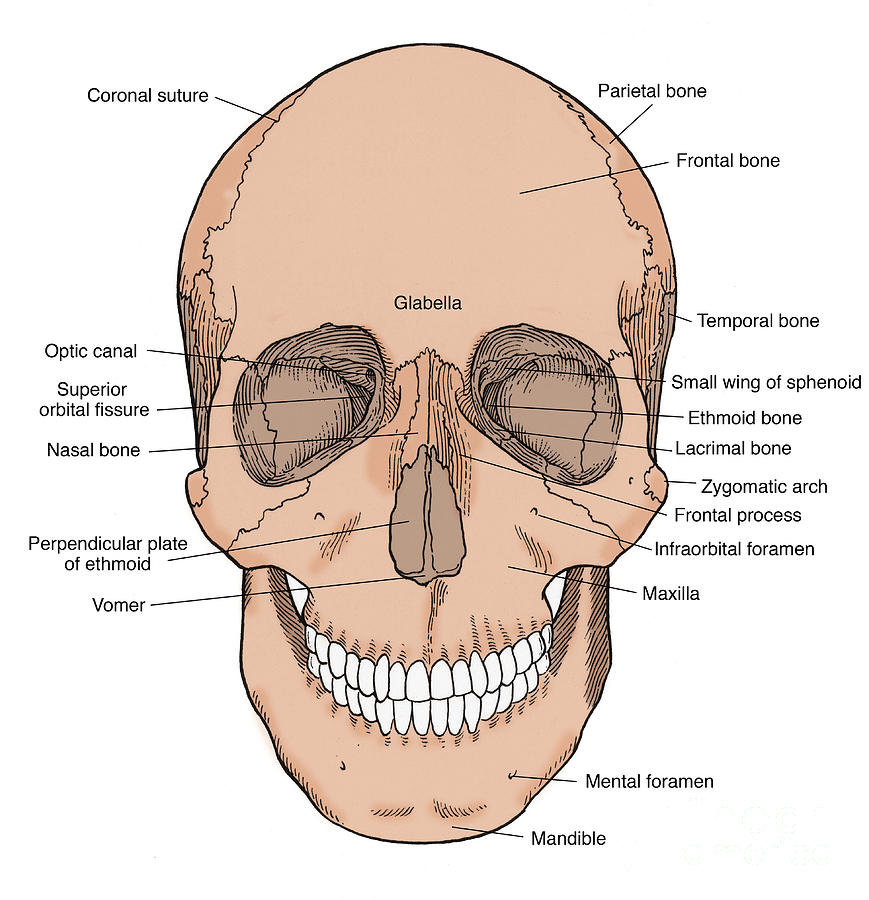 Illustration Of Anterior Skull Photograph by Science Source | Pixels