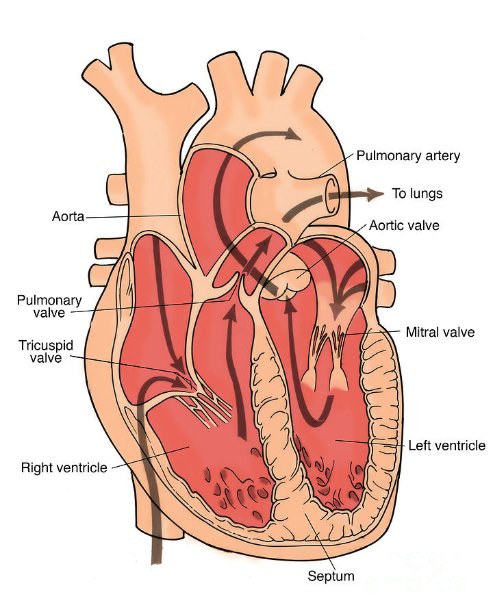 Illustration Of Coronary Circulation #6 Photograph by Science Source