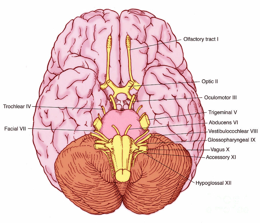 Illustration Of Cranial Nerves #6 Photograph by Science Source