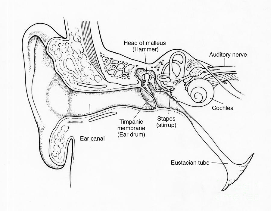Illustration Of Ear Anatomy #6 Photograph by Science Source