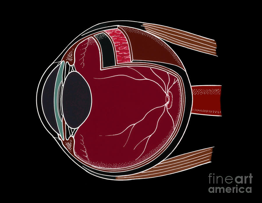 Illustration Of Eye Anatomy #6 Photograph by Science Source