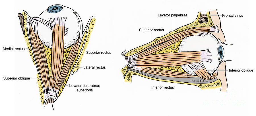 Illustration Of Eye Muscles #6 Photograph by Science Source