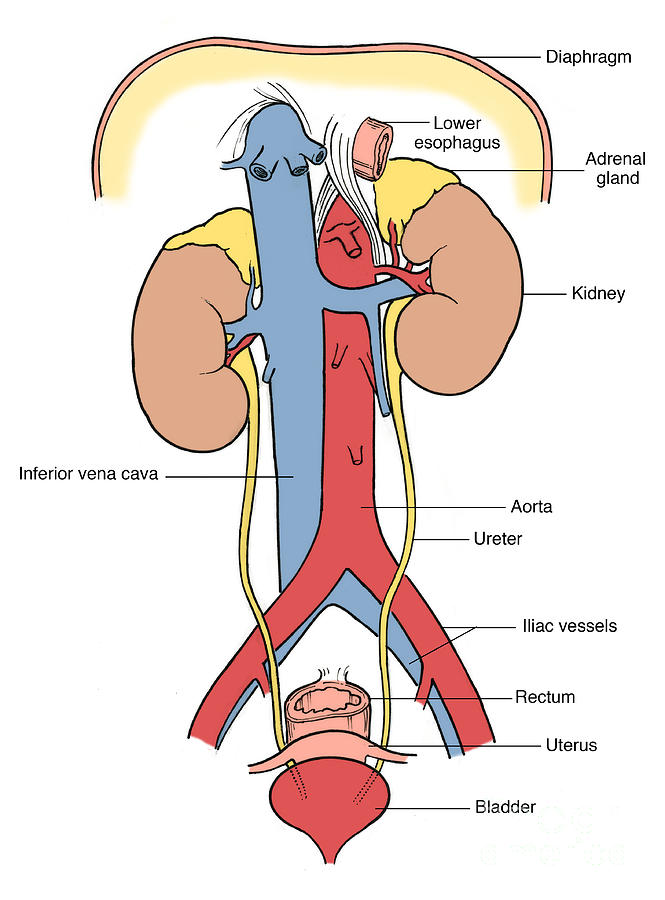 Illustration Of Female Urinary System #6 Photograph by Science Source