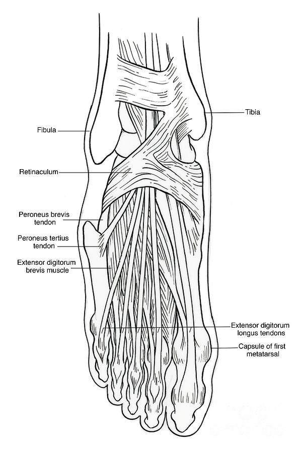 Illustration Of Foot Anatomy Photograph by Science Source - Pixels