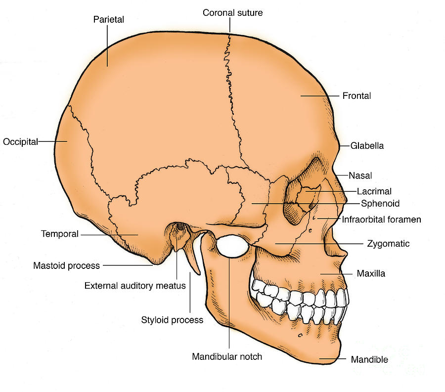 Illustration Of Human Skull Photograph by Science Source