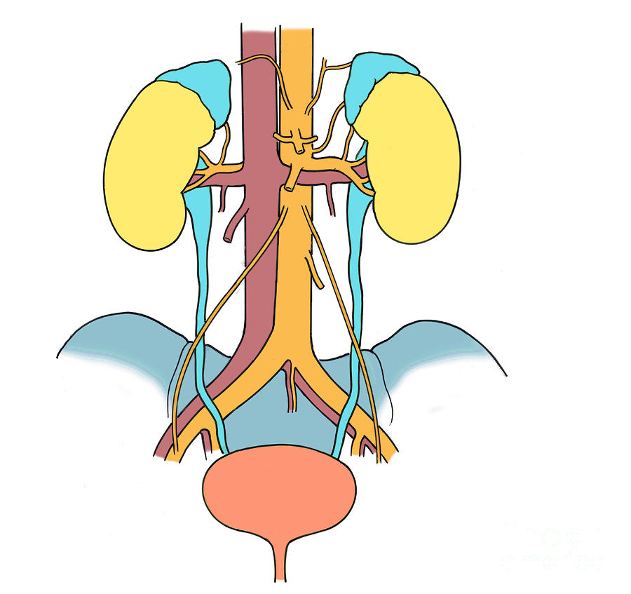 Anatomy Photograph - Illustration Of Urinary System #6 by Science Source