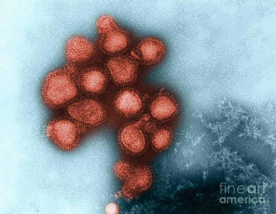Influenza Virus #6 Photograph by Omikron