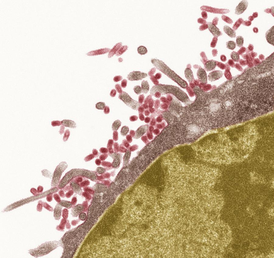 Influenza Viruses, Tem Photograph By Steve Gschmeissner - Fine Art America