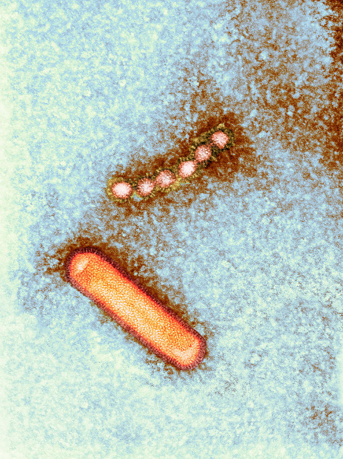 Influenzavirus B Photograph - Influenzavirus B, Tem #6 by Hazel Appleton, Centre For Infectionshealth Protection Agency