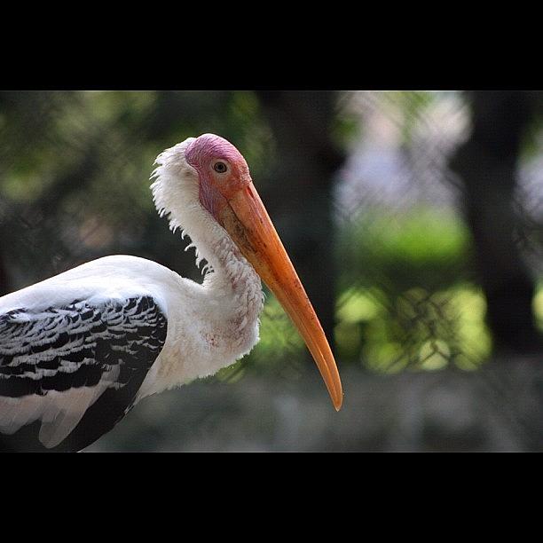 Stork Photograph - Instagram Photo #6 by Rachit Vats
