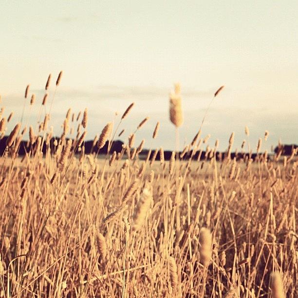 Landscape Photograph - Instagram Photo #6 by Sarah Risbey