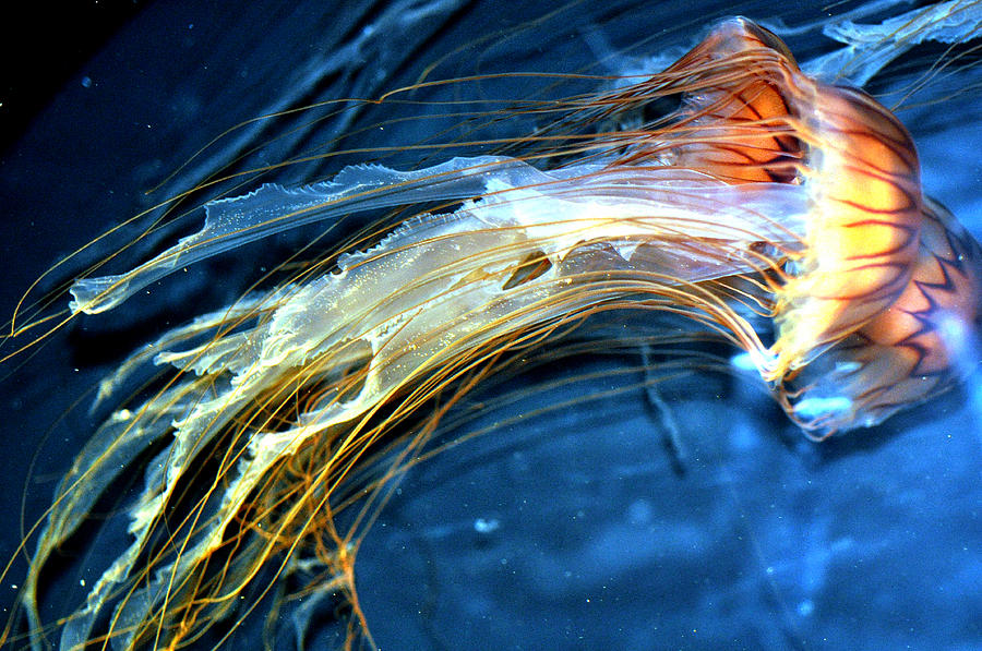 Jellyfish #6 Photograph by Allan Rothman