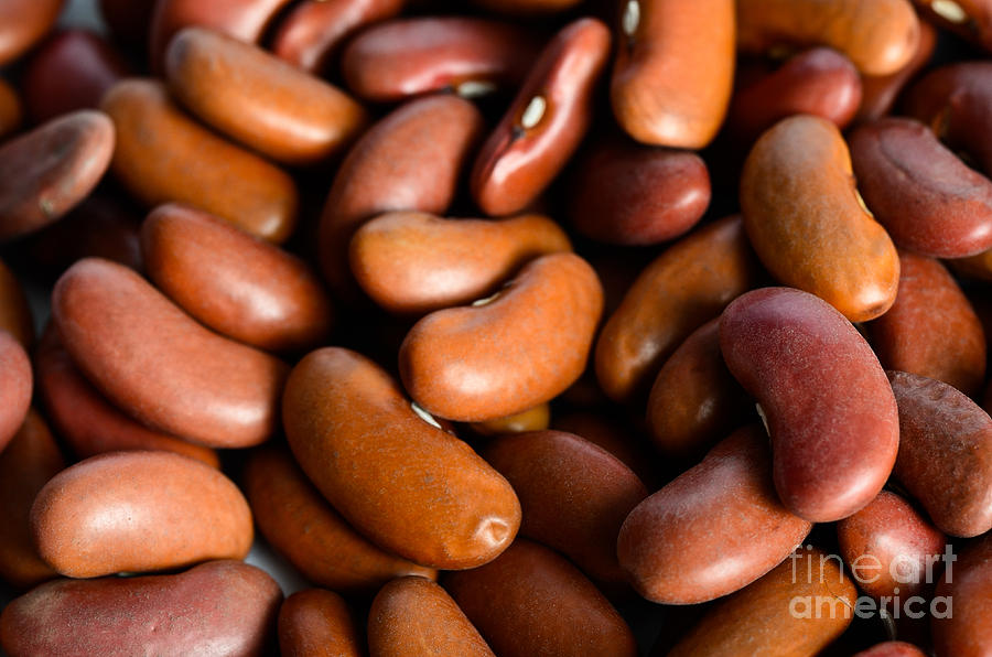 Kidney Bean #6 Photograph by Photo Researchers, Inc.