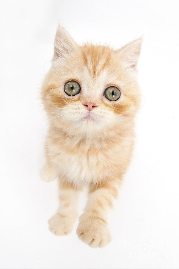 Kitten #6 Photograph by Mark Taylor