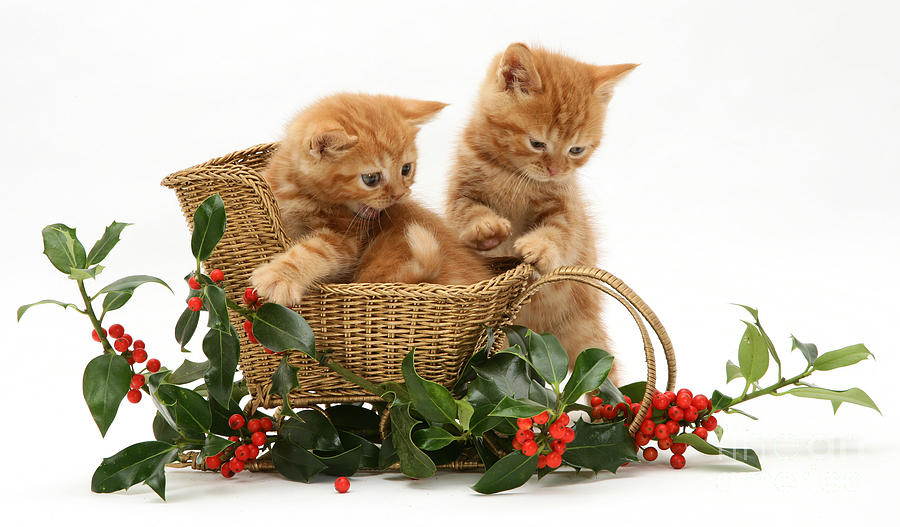 Kittens With A Sledge #6 Photograph by Jane Burton