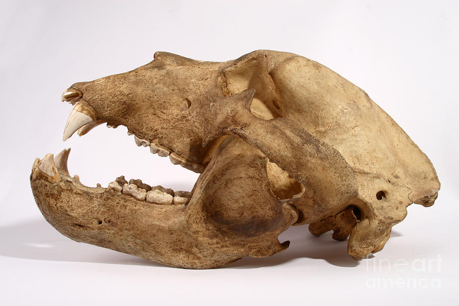 Kodiak Bear Skull #6 Photograph by Ted Kinsman