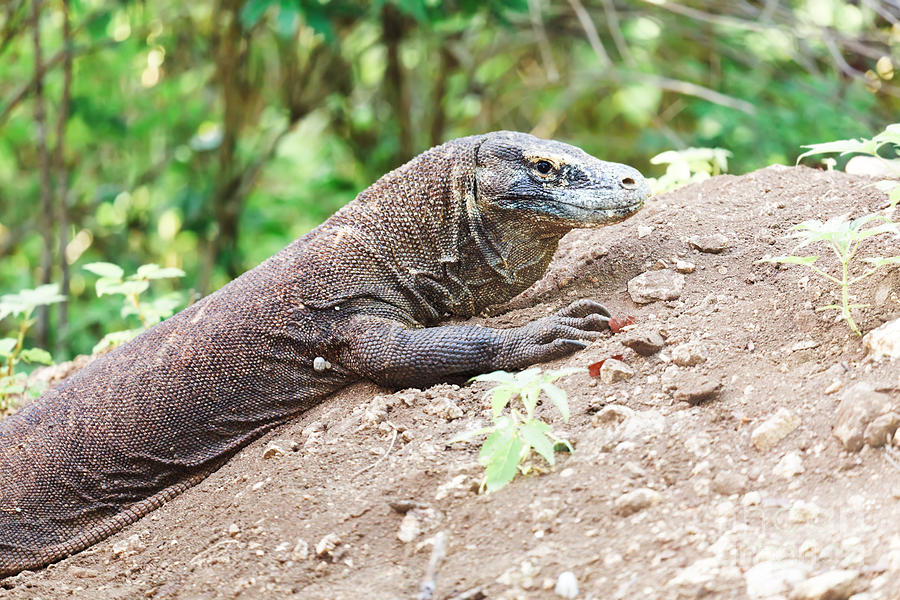 Komodo Dragon Photograph by MotHaiBaPhoto Prints - Fine Art America