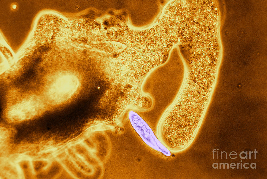 Light Micrograph Of Amoeba Catching #6 Photograph by Eric V. Grave
