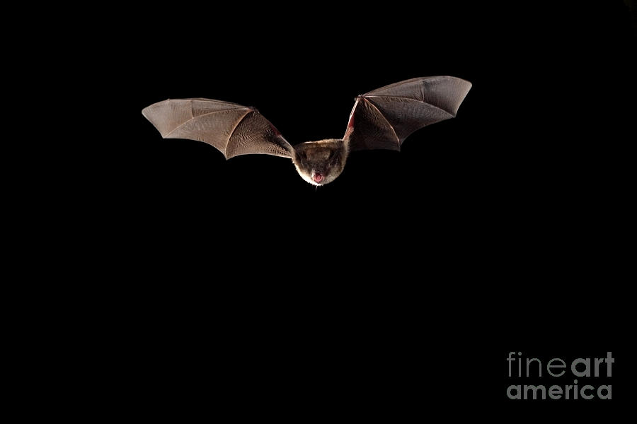 Wildlife Photograph - Little Brown Bat #6 by Ted Kinsman