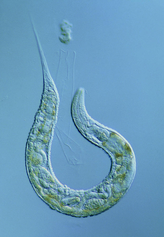 Lm Of The Nematode Worm Caenorhabditis Elegans Photograph By Sinclair Stammers