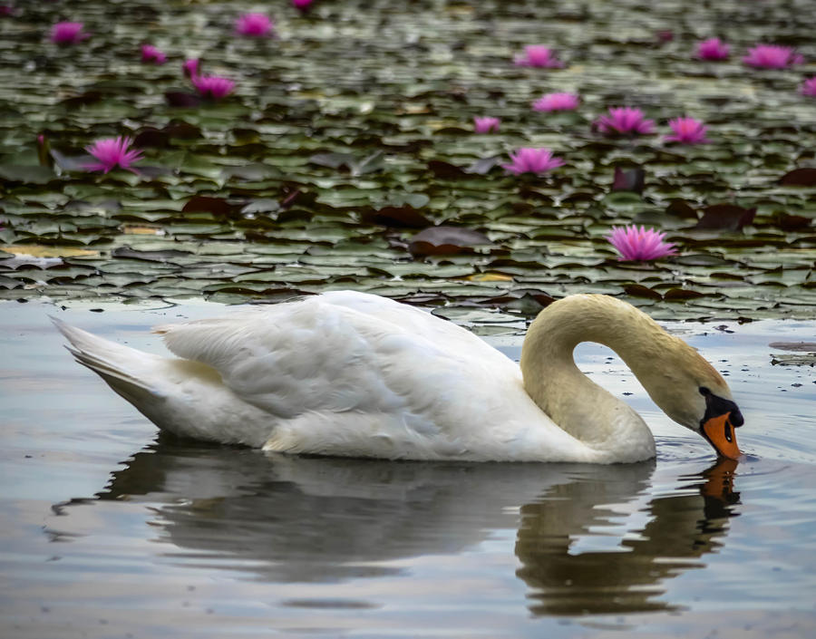 Lotus Swan Photograph by Brian Stevens - Fine Art America