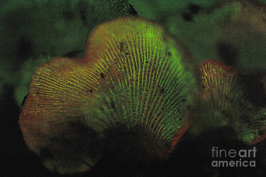 Luminescent Mushroom Panellus Stipticus #6 Photograph by Ted Kinsman