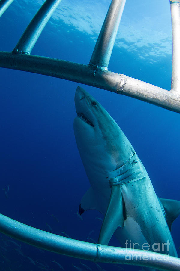 Male Great White Shark, Guadalupe #6 Photograph by Todd Winner