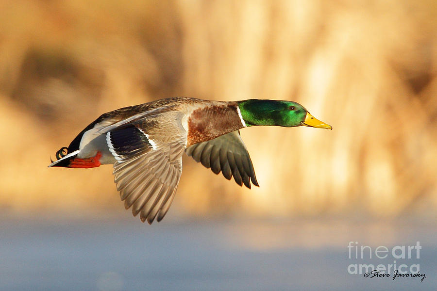 Male Mallard Duck in Flight #6 Photograph by Steve Javorsky