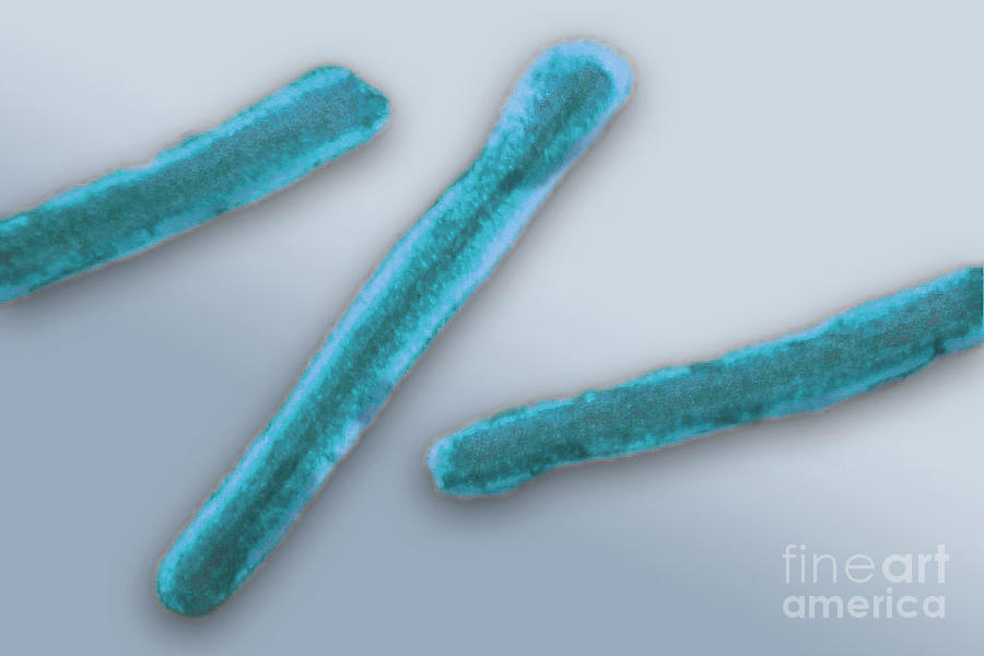 Marburg Virus, Tem #6 Photograph by Science Source