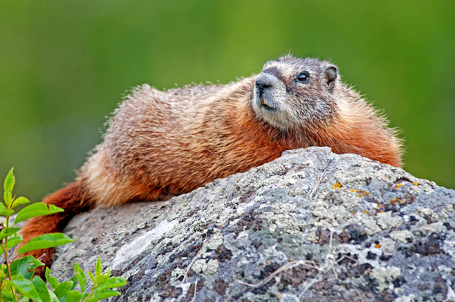 Marmot Photograph by Elijah Weber - Fine Art America