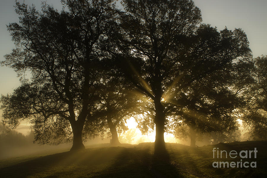 Fall Photograph - Misty Sunrise #6 by Ang El