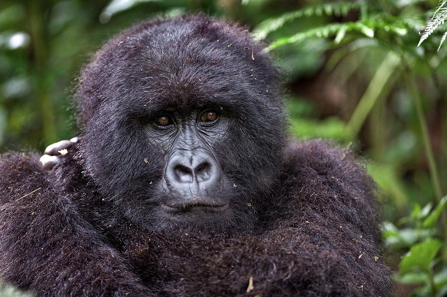 Nature Photograph - Mountain Gorilla #6 by Tony Camacho