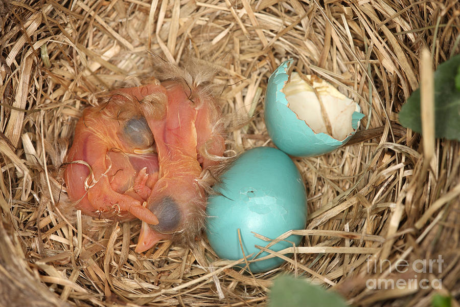 Newborn Robin Nestlings #6 Photograph by Ted Kinsman