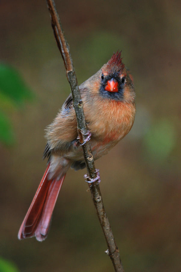 Northern Cardinal #6 Photograph by Perry Van Munster
