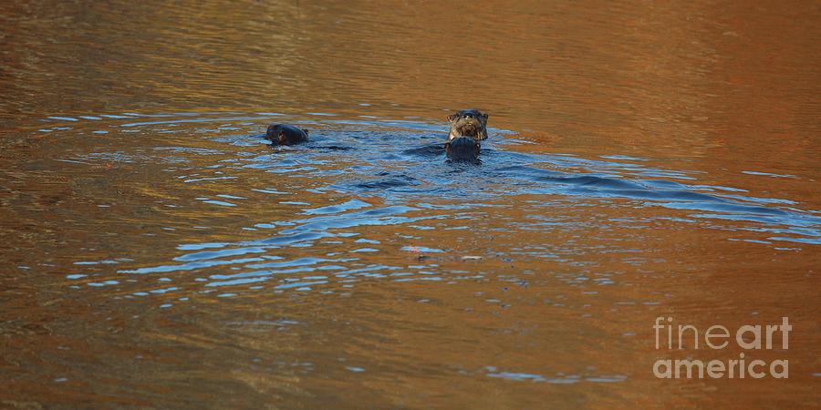 Northern River Otter #6 Photograph by Jack R Brock