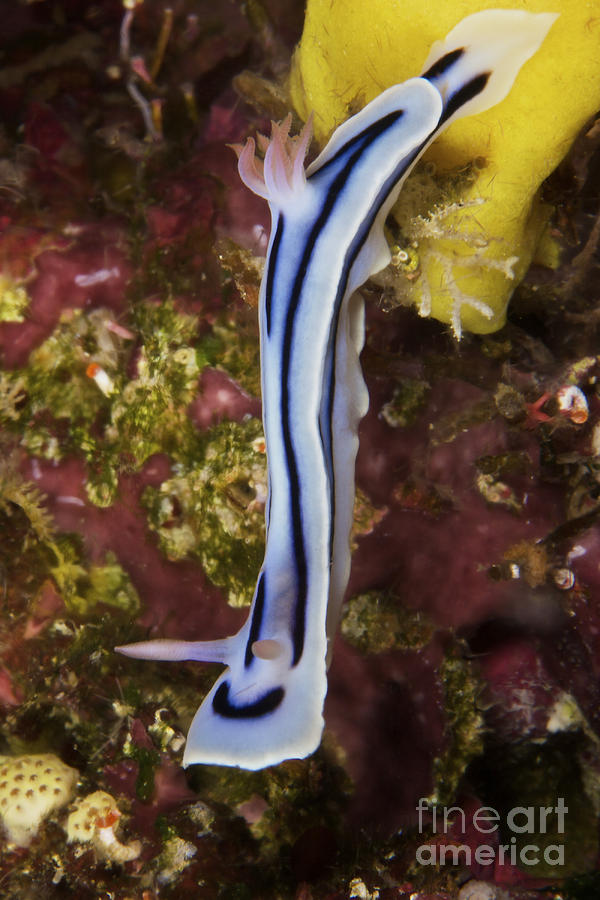 Nudibranch Feeding On Algae, Papua New #6 Photograph by Terry Moore
