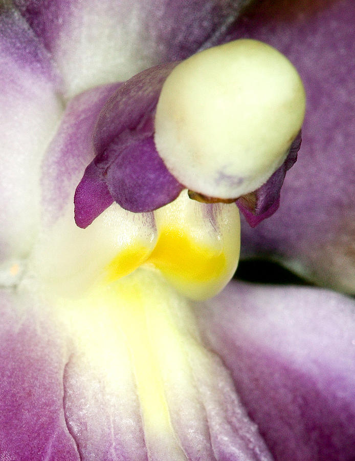 Orchid Flower Bloom #6 Photograph by C Ribet