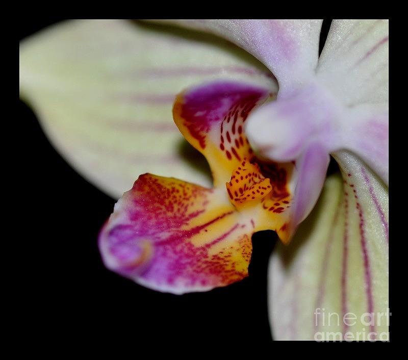 Orchidee #6 Photograph by Sylvie Leandre
