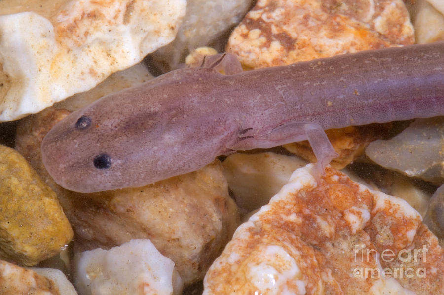 Wildlife Photograph - Ozark Blind Cave Salamander #6 by Dante Fenolio