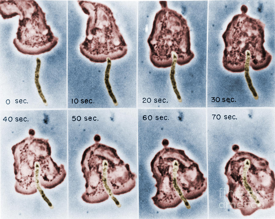 Micrograph Photograph - Phagocytosis #6 by Omikron