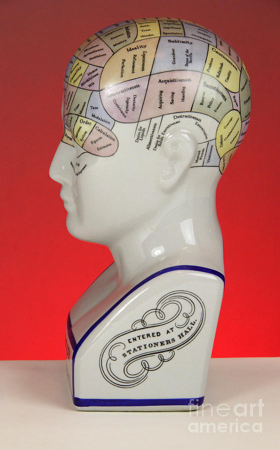 Phrenological Model #6 Photograph by Photo Researchers, Inc.