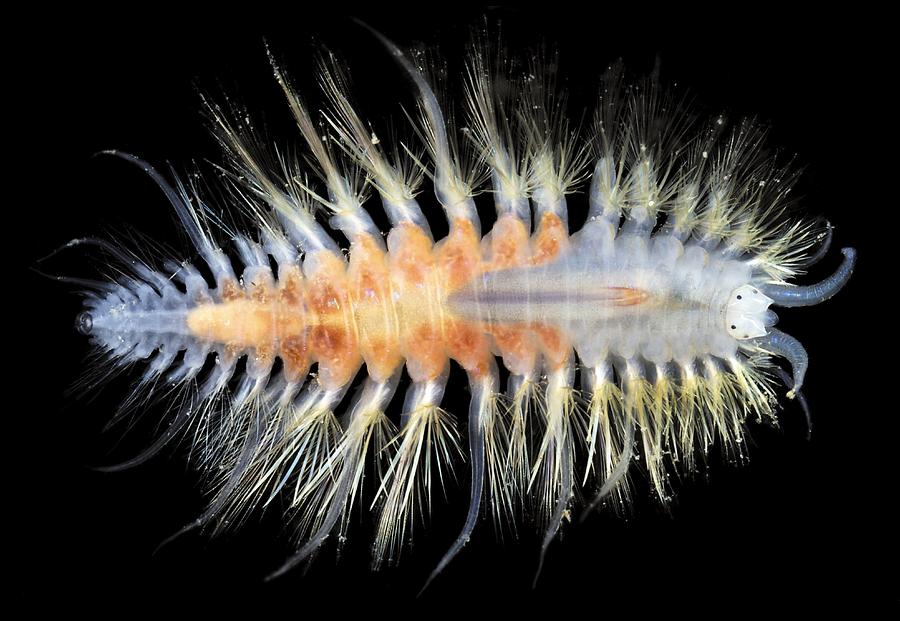 Nature Photograph - Polychaete Marine Worm #6 by Alexander Semenov