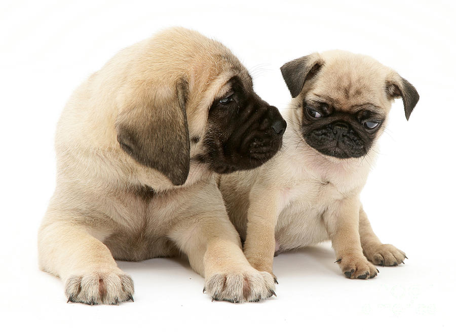 Pug And English Mastiff Puppies Photograph by Jane Burton - Pixels