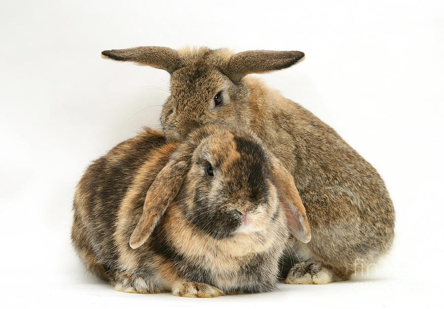 Rabbits #3 Photograph by Jane Burton