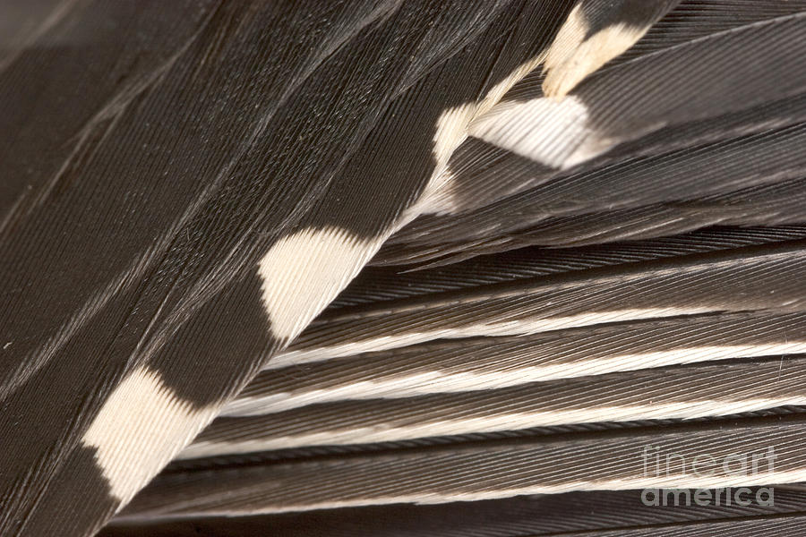 Red-bellied Woodpecker Feathers #6  by Ted Kinsman