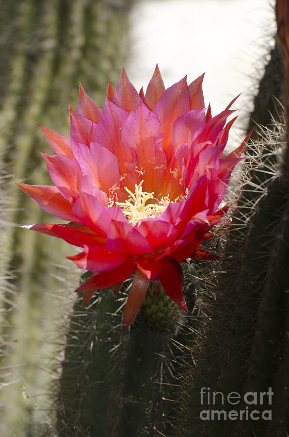Red cactus flower #6 Photograph by Jim And Emily Bush