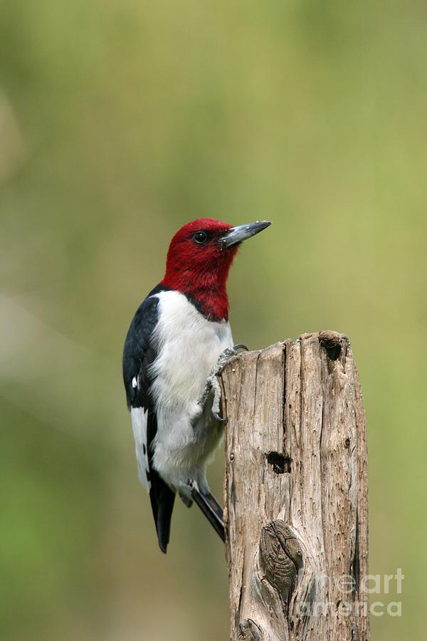 Red-headed Woodpecker #6 Photograph by Jack R Brock